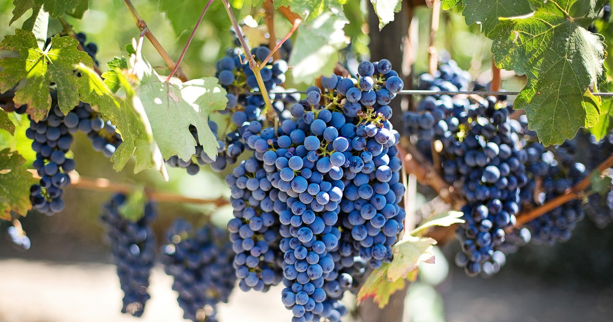 <p>Закон о винодградстве и виноделии, подписанный сегодня президентом России