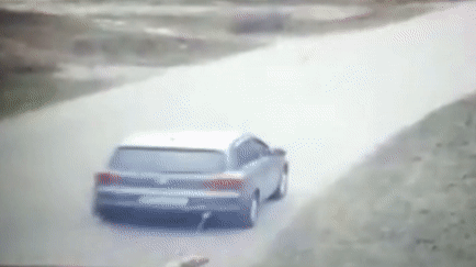 <p>Защитники животных опубликовали запись с видеокамер, на которой видно, как