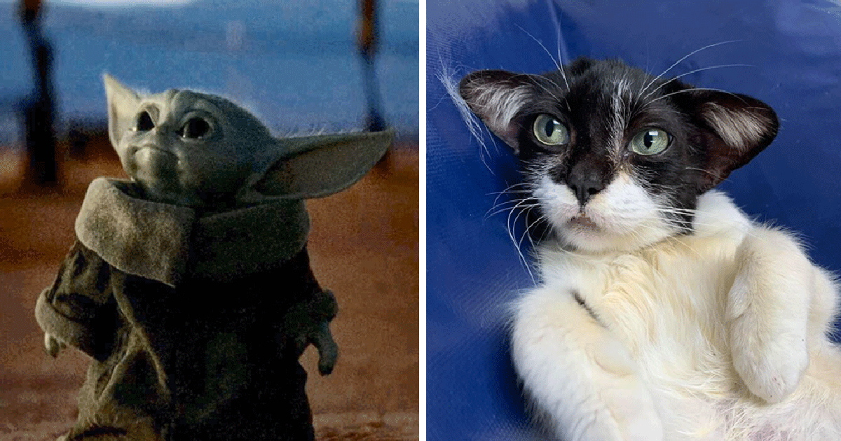 <p>В сети появилось фото кошки, которая похожа на малыша Йоду — героя нового с